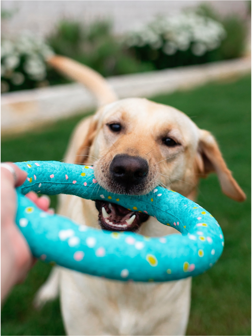 Cute dog with ZippyPaws toy