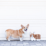 aqua_corgitoy-4-copy