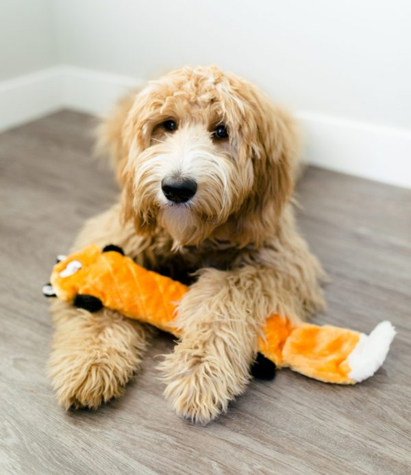 SwiftPaws Dog Toy Review - A Must Have For Playful Pups!