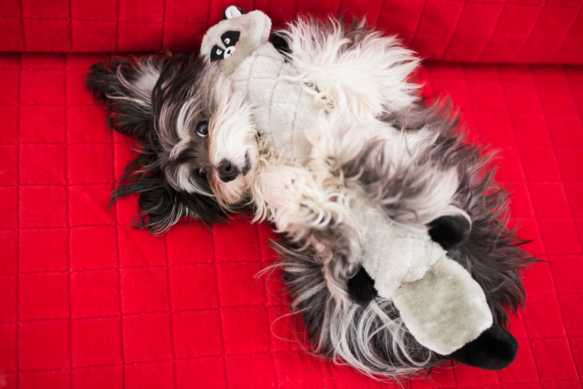 Jigglerz® - Raccoon