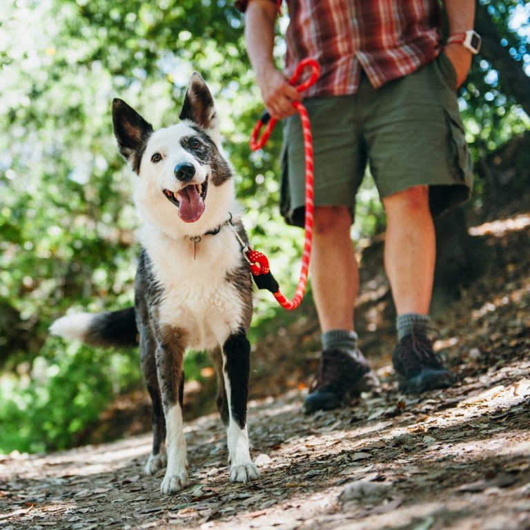 lightweight dog leash