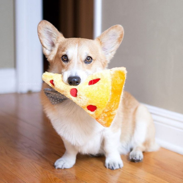 squeaky pizza dog toy