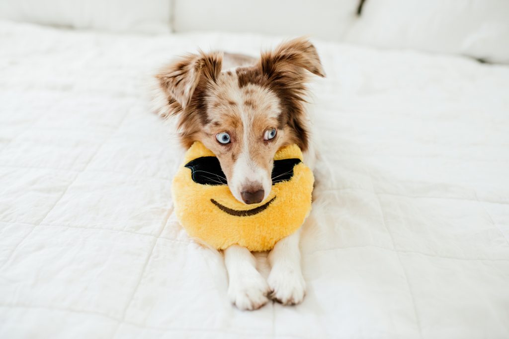 Lola-ZippyPaws-17-smaller