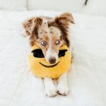 Lola-ZippyPaws-17-smaller