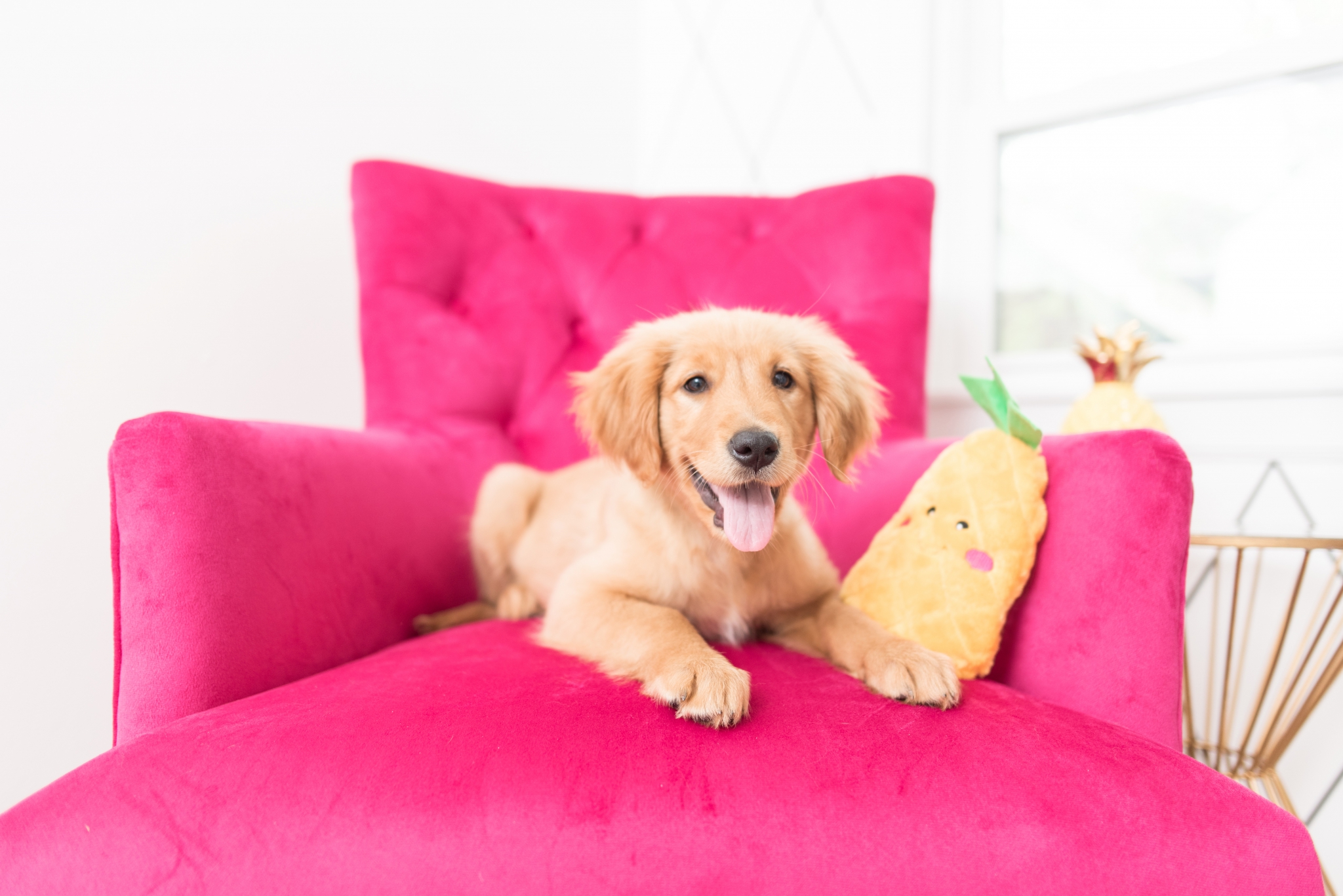 NomNomz® - Pineapple