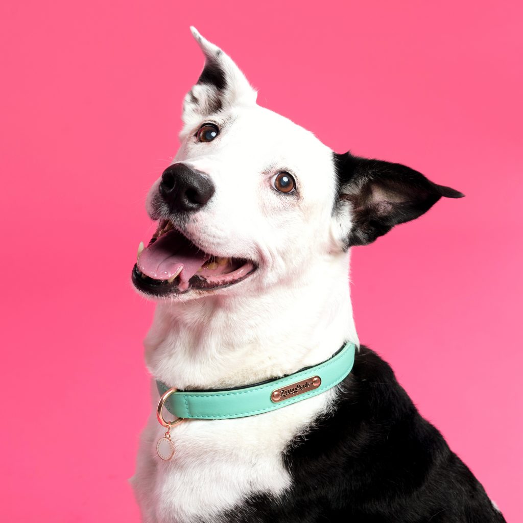 ZippyPaws Legacy Collars &amp; Leashes