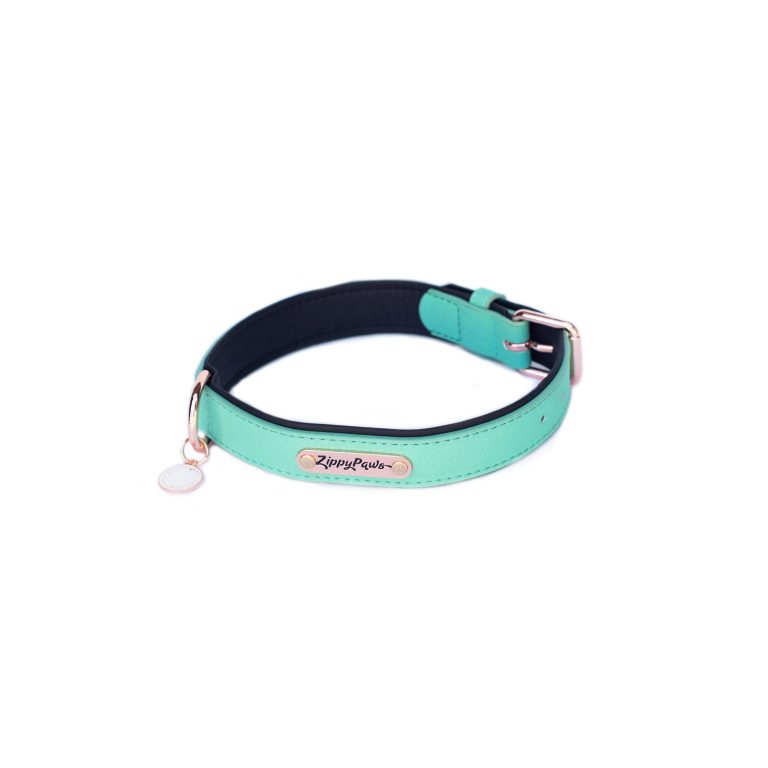 teal dog collar and leash