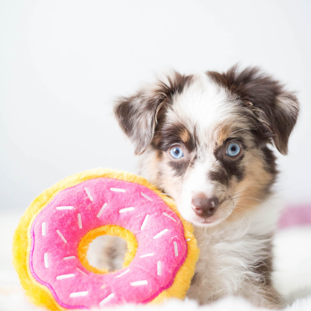 A small puppy with blue eyes sits beside a pink and yellow donut-shaped toy on a white surface, reminiscent of one of Jennifer Cao's playful Q &amp; A sessions.
