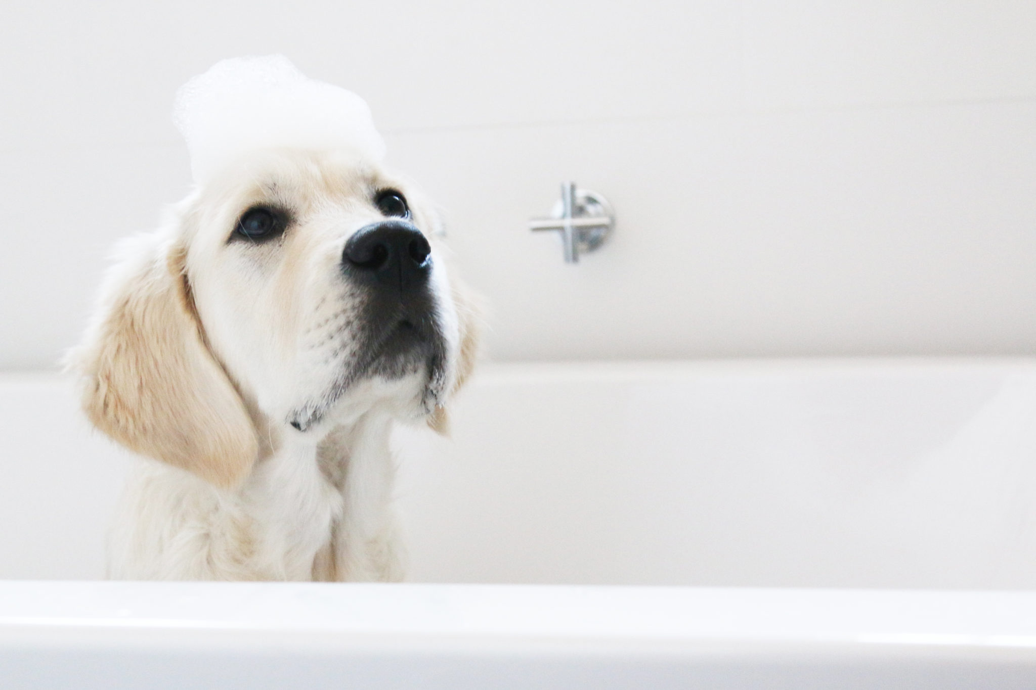 dr bronners dog shampoo