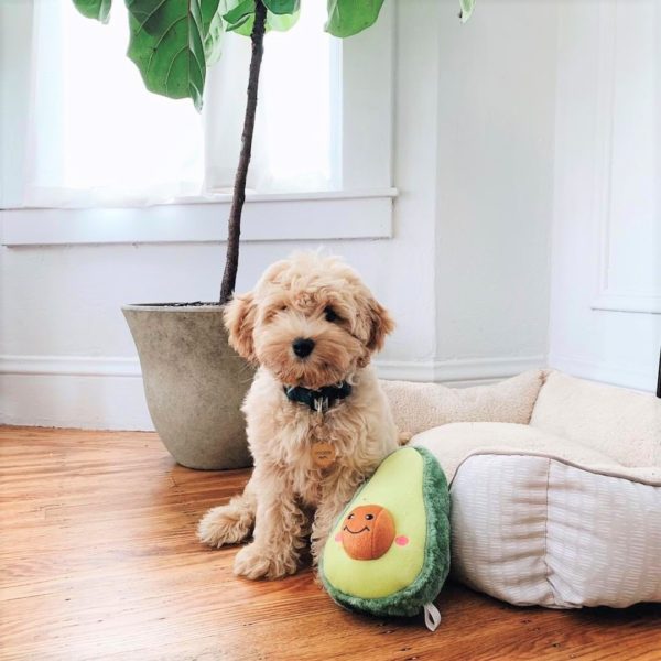 Zippy Paws Nom Nom Pumpkin Pie Dog Toy – HEALTHY SPOT