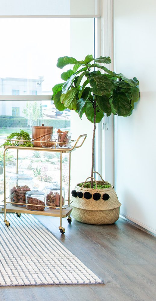 Modern, light-filled room with a small sofa, two blue cushions, basket of dog toys, glass box of plush toys, bar cart with plants, large houseplant, striped rug, and large windows overlooking trees.