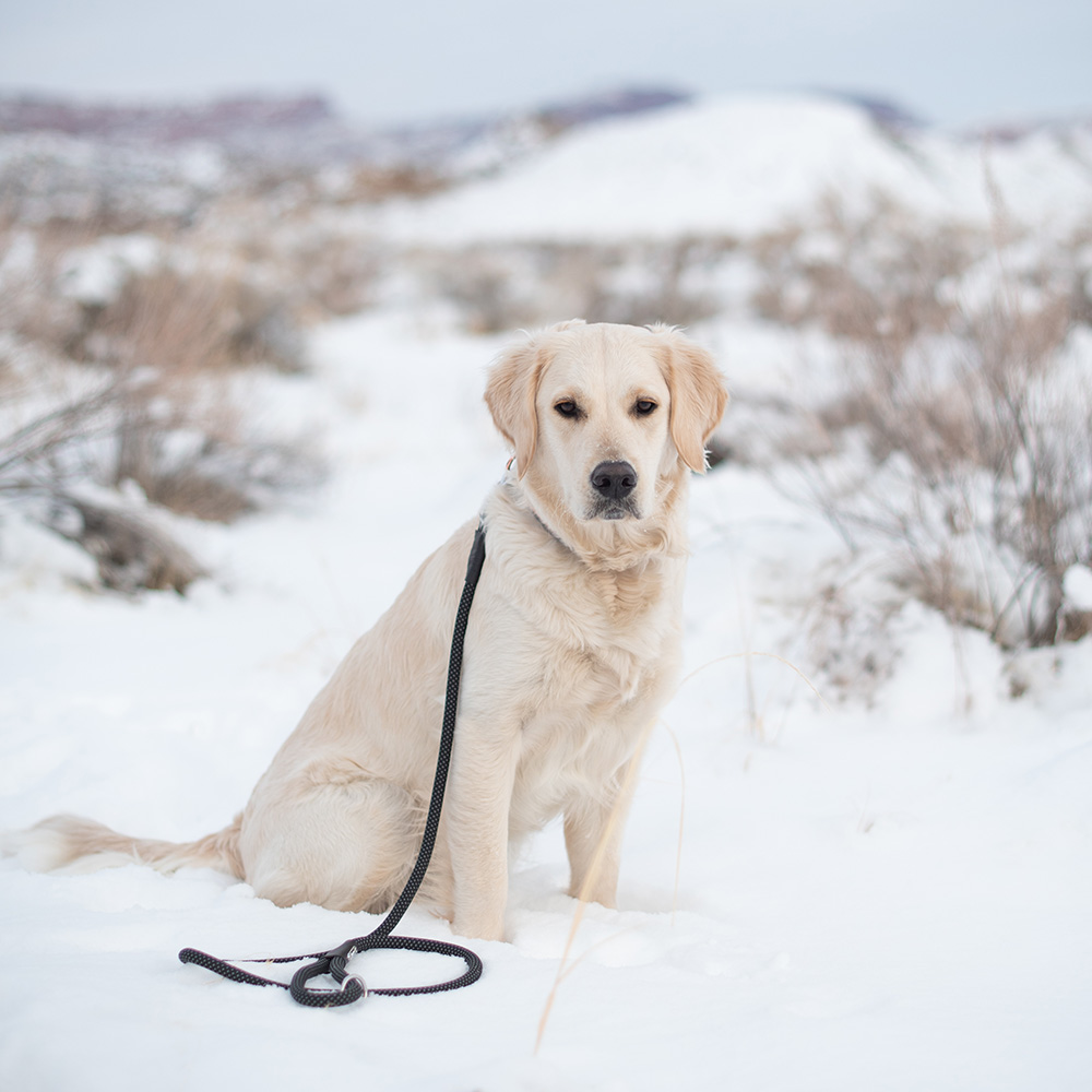 A golden retriever sits calmly in a snowy landscape, with a leash resting on the ground beside it.
