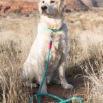 A dog with light fur sits on a trail in a field of dry grass, wearing a teal collar and matching leash. Red rock formations are visible in the background.