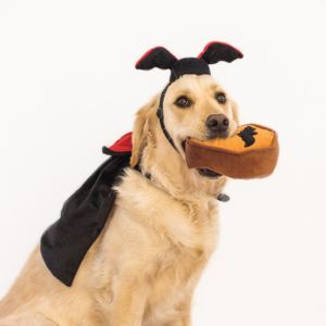 A golden retriever wearing a Halloween Costume Kit - Dracula holds a plush pumpkin toy in its mouth, sitting against a white background.