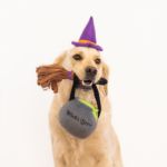 A golden retriever wearing a Halloween Costume Kit - Witch holds a toy broomstick and a plush cauldron labeled "Witch's Brew" in its mouth.