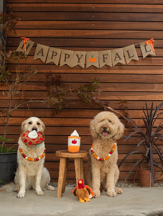 Two dogs wearing fall-themed accessories sit in front of a wooden wall with a "Happy Fall" banner, next to a table with a pumpkin-themed decoration and a turkey toy on the ground.