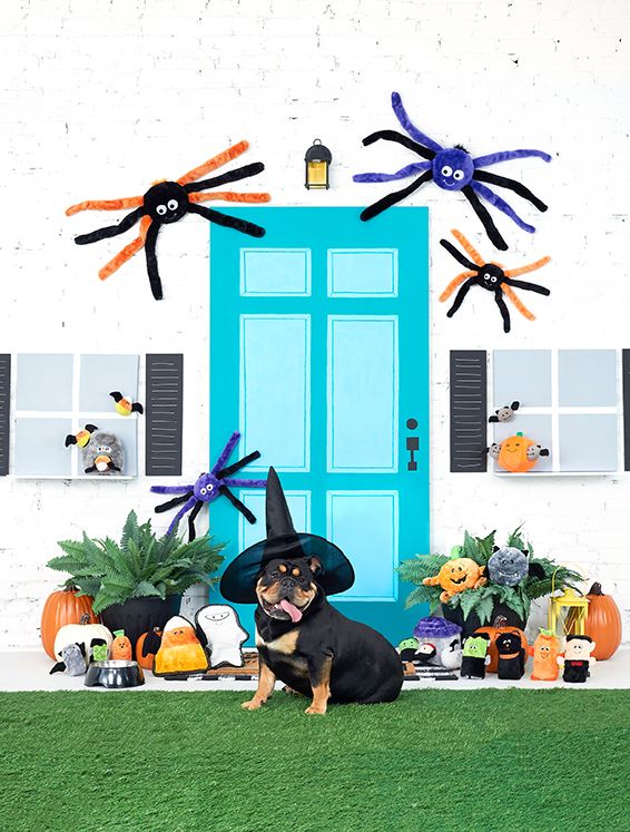 A black dog wearing a witch hat sits in front of a turquoise door with Halloween decorations, including large spiders on the wall, artificial plants, and various spooky plush toys and pumpkins.