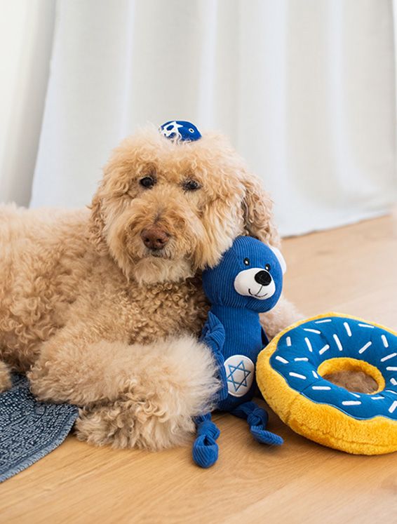 A curly-haired dog lies on the floor holding a blue stuffed bear and a plush donut toy, with a small blue ball resting on its head.