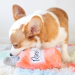 A Corgi dog is chewing on a plush toy that resembles a bottle labeled "Rosé." The dog is standing on a colorful, fluffy surface in a brightly lit room.