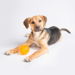 A young brown and black dog lying down with a yellow textured ball toy on a white background.