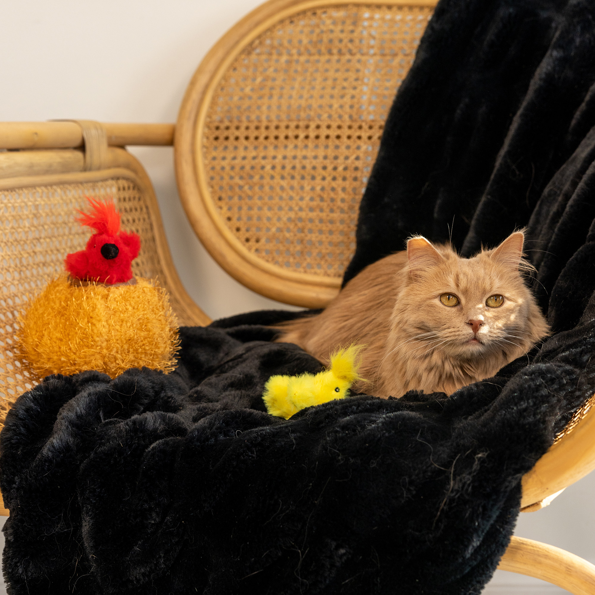 ZippyClaws® Burrow® - Birds in Nest