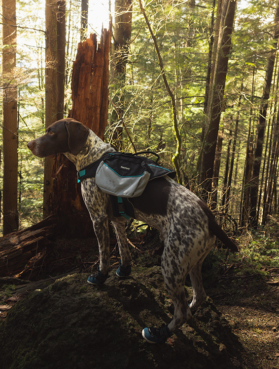 dog wearing adventure backpack and boots