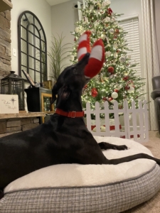 Dog playing with Holiday Jigglerz® - Candy Cane