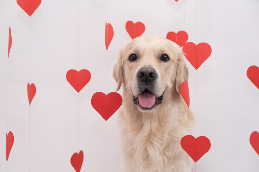 Golden retriever for valentine's day. A beautiful dog sits on a white background with red hearts.