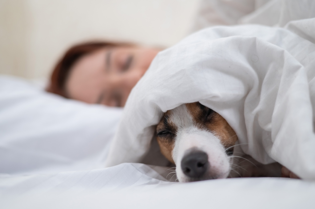 Jack Russell Terrier dog sleeps wrapped in a blanket next to his owner
