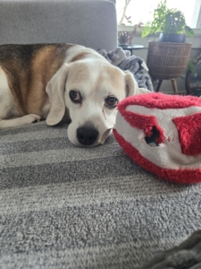 Dog laying on couch next to dog toy