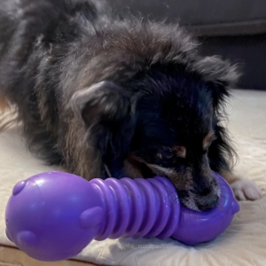 Dog playing with ZippyTuff+ Jigglerz® - Bear