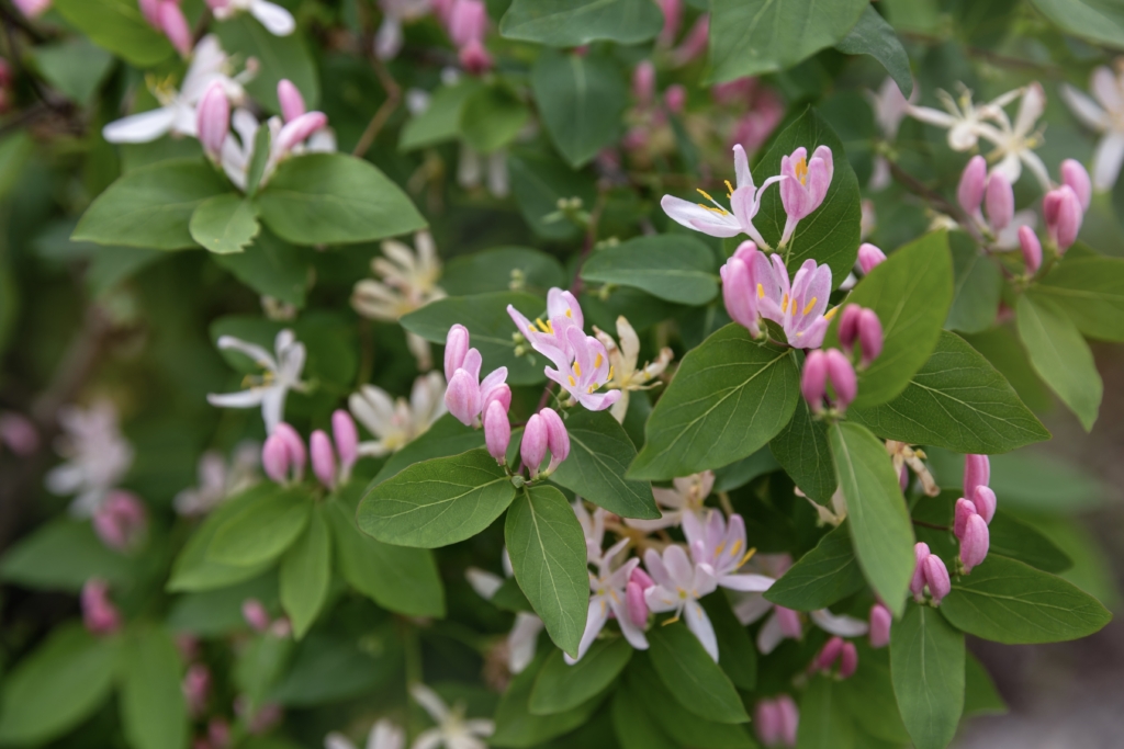 Tatarian honeysuckle plant that can be used as an alternative to catnip