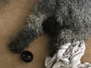 Dog hiding under blanket next to ZippyPaws Boba toy