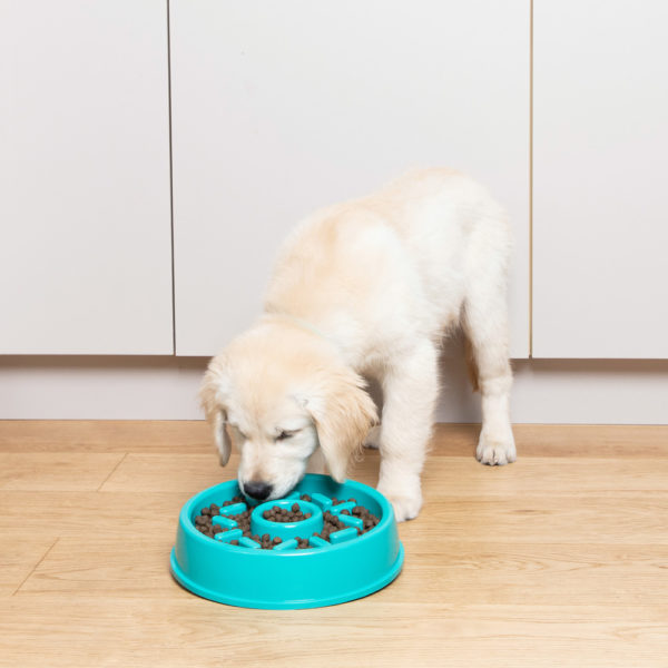 Puppy eating food from a slow feed bowl.