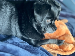 Dog on blue blanket with dog toy