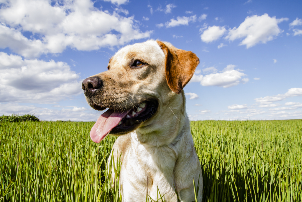 Labrador retriever in grassy wheat field