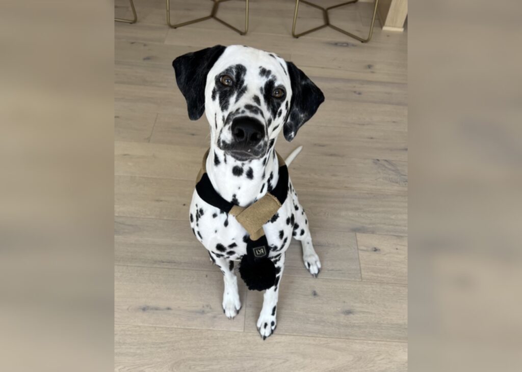 Pepper the Dalmatian wearing a LAFC soccer scarf