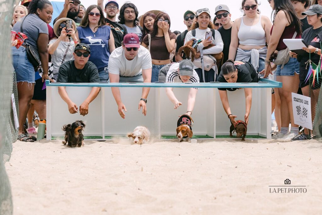 Dachshund Derby Dogs Racing
