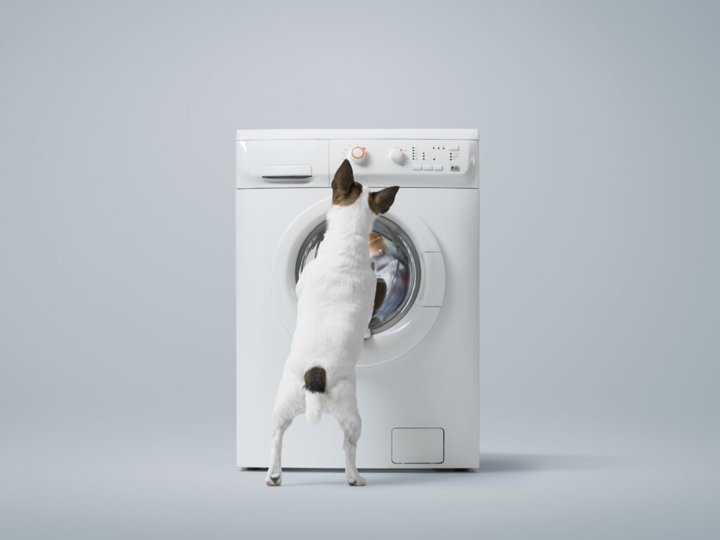 Funny small dog standing on its hind legs and looking inside the washing machine