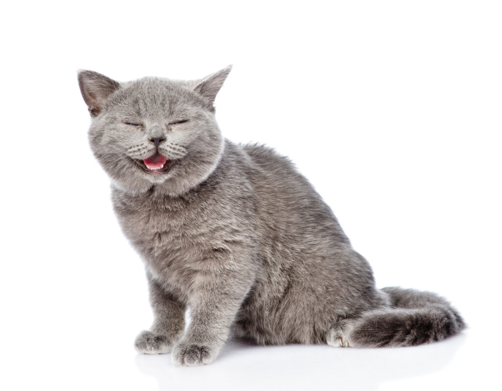 Happy Scottish kitten looking at camera. isolated on white background