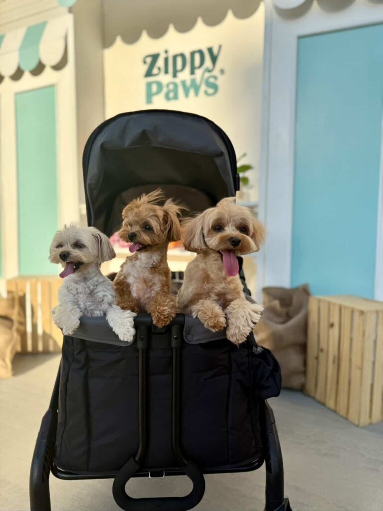 Three dogs in a stroller at Summer Night Market