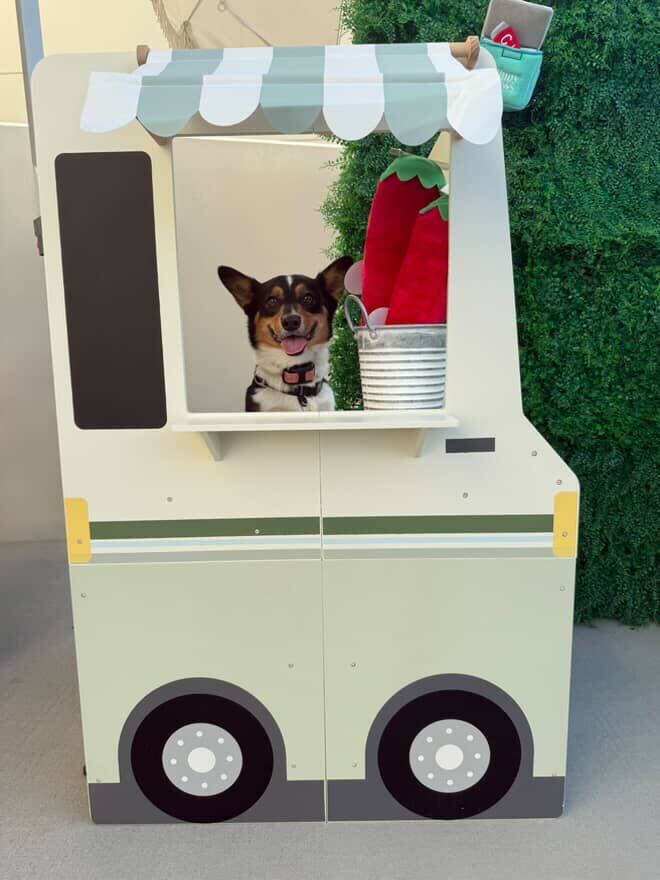 Doggo Photo Booth at Summer Night Market