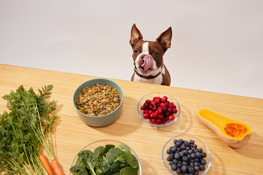 Ollie Subscription photo featuring fresh ingredients and a Boston terrier