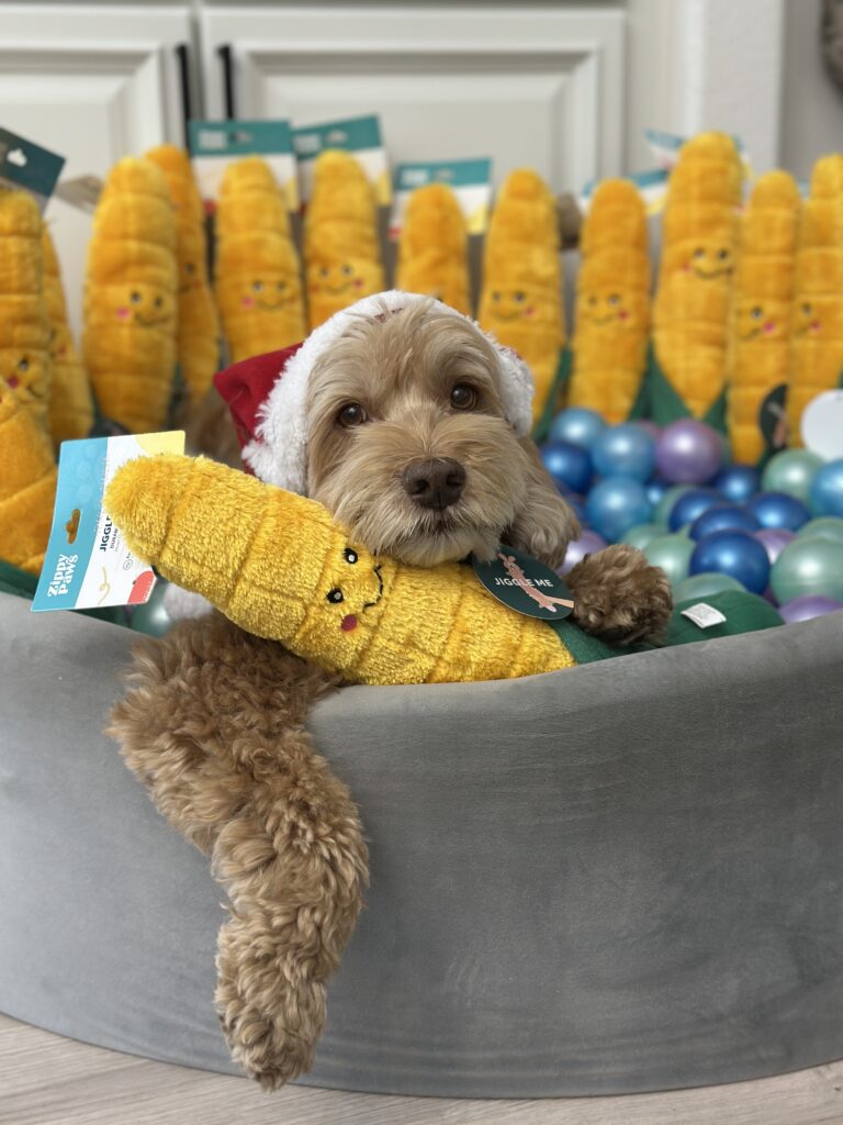Sampson the Dood in a Santa Hat surrounded by Jigglerz Corn Toys