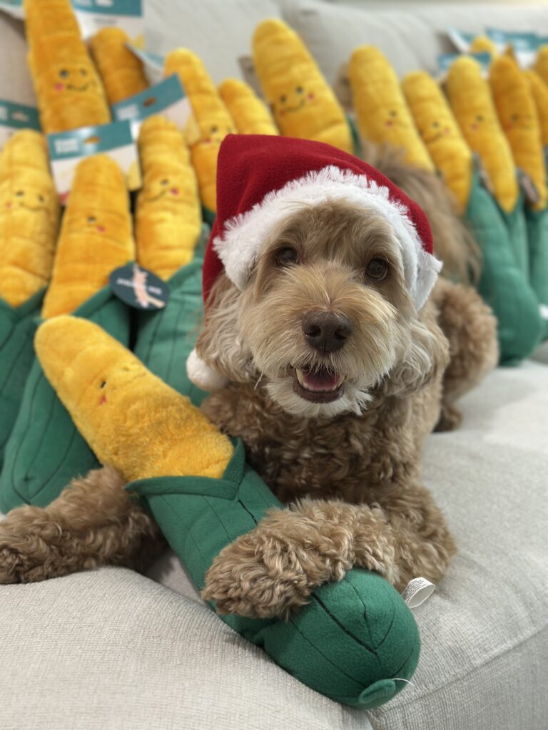 Sampson the Dood in a Santa Hat surrounded by Jigglerz Corn Toys