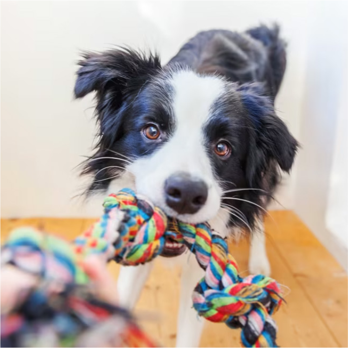 28 top-rated Amazon products your pet will love