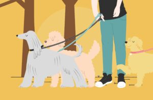 Walk It Like It’s Hot: IVHS Paws 4 Pets Walk