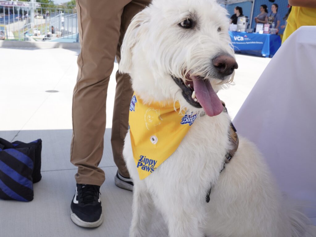A white dog wearing a yellow "Zippy Paws" bandana sits next to a person in tan pants and black sneakers at an outdoor event.