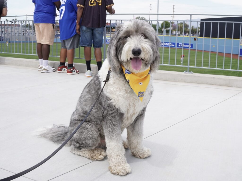 A large, fluffy gray and white dog wearing a yellow bandana sits on a concrete walkway at a baseball stadium, with people standing by a railing in the background.