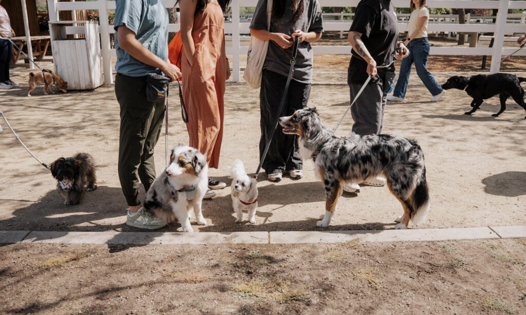 Several people stand outdoors holding leashes with various dogs, including Australian Shepherds and small breeds, in a fenced, sandy area under daylight.
